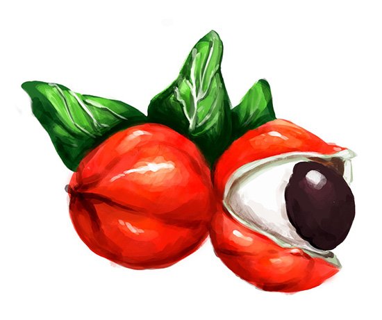 MAUÉS – CAPITAL NACIONAL DO GUARANÁ